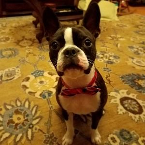 Meet your Posher, Bentley